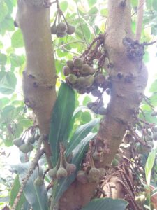 Cornwall 2019 eden project 04