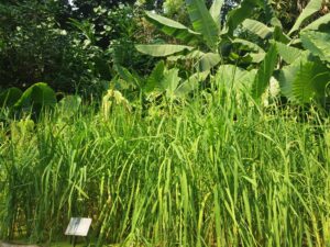 Cornwall 2019 eden project 05