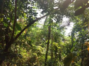 Cornwall 2019 eden project 10