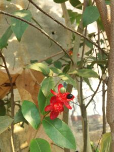 Cornwall 2019 eden project 12