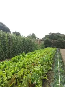 Cornwall 2019 the lost gardens of heligan 04