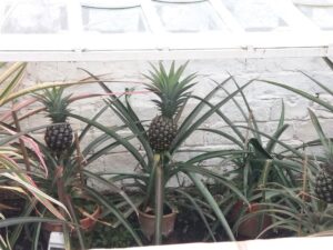 Cornwall 2019 the lost gardens of heligan 06