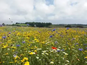 Cornwall 2019 the lost gardens of heligan 19